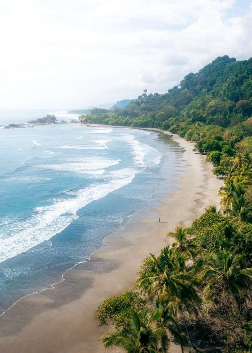 A vertical aerial shot of the beach full of palm trees and the waves of water